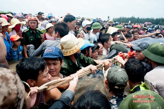 Đến 11h30, 3 chiếc máy xúc đã rời bãi biển. Lúc này hàng trăm người dân hợp lực dùng dây thừng và sức lực của mình để đẩy cá voi ra lạch nước sâu hơn. 