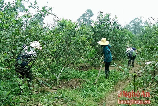 Ông chủ trang trại trẻ tuổi còn tạo việc làm cho 4 lao động thường xuyên  và hơn 10 lao động thời vụ tại địa phương