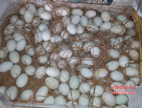 Toàn bộ số trứng đã được chuyển giao cho Trạm thú ý Diễn Châu tiêu hủy