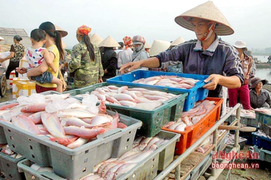 Ngư dân Quỳnh Phương (TX. Hoàng Mai) được mùa cá hồng.