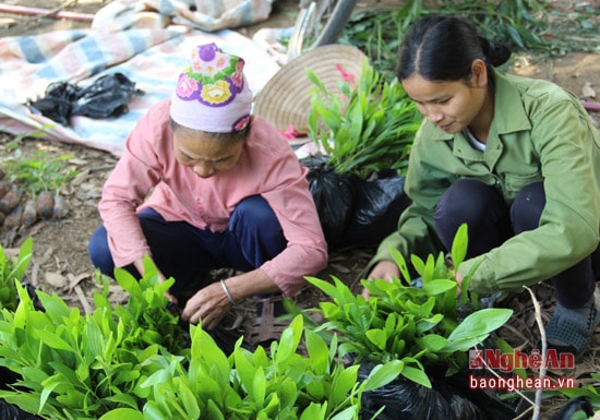 Bà con xã Châu Bình chuẩn bị giống cây trồng rừng