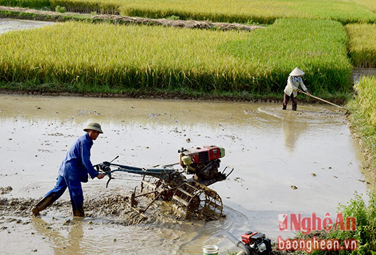 Nông dân xã Vĩnh Thành, huyện Yên Thành thu hoạch lúa xuân đến đâu, triển khai làm đất ngay đến đó để sớm gieo cấy hè thu.