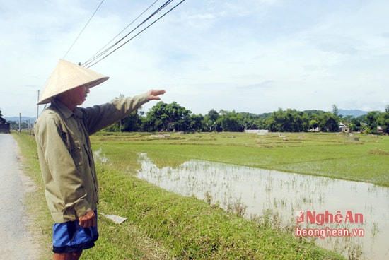 Giai đoạn 2017 - 2020, xây dựng tuyến đê Bích Hào, huyện Thanh Chương, nhằm đảm bảo chống được lũ sông Lam với tần suất P=2%, bảo vệ cho 44.000 người và 6.773 ha diện tích đất sản xuất nông nghiệp của các xã vùng Bích Hào, huyện Thanh Chương. Trong ảnh: Nông dân xã Thanh Xuân cho biết, phần lớn đất sản xuất lúa của địa phương mỗi năm chỉ cấy1 vụ xuân, còn lại để đất hoang, vì thường xuyên ngập lụt