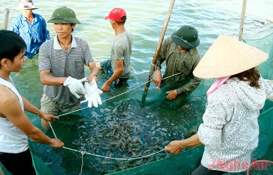 Bà con Hưng Hòa thu hoạch tôm. 