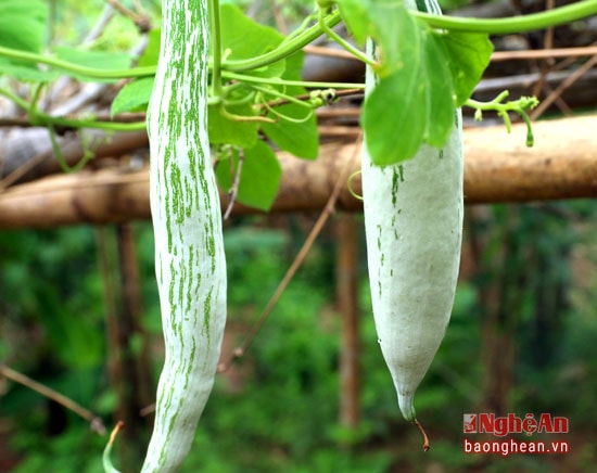 Đây là loại quả truyền thống của bà con người Thái ở Nghệ An. Quả có hình thù giống mướp nhưng nhỏ và trơn hơn.