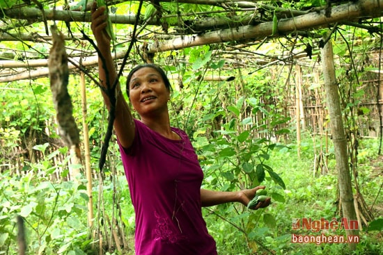 Mỗi ngày người dân ở bản Chắn (Thạch Giám - Tương Dương) thường dậy sớm hái để mang ra Thị trấn Hòa Bình bán.