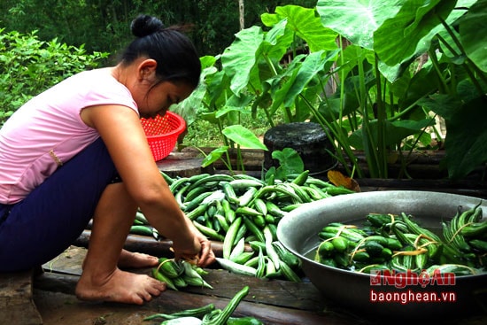 Những quả mặc tệt được bó lại thành từng bó, mỗi bó 7 quả để bán.