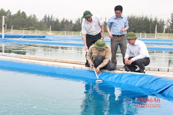 Lãnh đạo huyện Quỳnh Lưu thăm mô hình nuôi ngao giống của anh Thái Bá Khang.