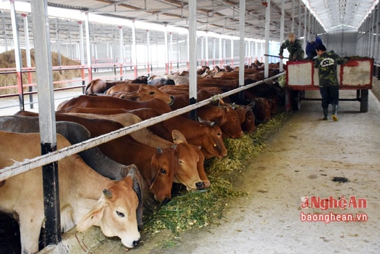 Trang trại bò thịt giống ngoại của Công ty TNHH Kiều Phương với quy mô 1 nghìn con, hiện đã có gần 500 con