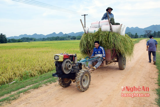 Giai Xuân đã chuyển đổi xong ruộng đất, nên xe công nông dễ dàng ra tận ruộng chở lúa về nhà.
