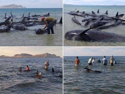Hàng chục cá voi chết do mắc cạn tại bờ biển Mexico. Ảnh: EPA