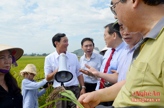  Ông Phan Văn Hòa trao đổi về mô hình lúa thảo dược 4 màu tại km 11 Quốc lộ 7A xã Vĩnh Thành-Yên Thành