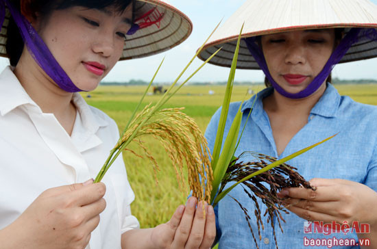 Đoàn tham quan của Trung tâm hỗ trợ phát triển thanh niên nông thôn -Trung Ương Đoàn TNCS Hồ Chí Minh thăm mô hình lúa thảo dược của Công ty tại Diễn Nguyên-Diễn Châu