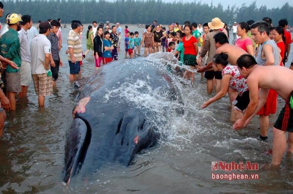 Hàng ngàn người dân đã đổ xô ra biển cứu cá voi 10 tấn dạt bờ biển Diễn Châu ngày 25-5-2016