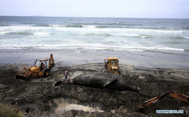 Tháng 5/2015, 1 con cá voi xám khủng bị chết đã dạt vào tại bờ biển Playas de Tijuana ở Tijuana, Tây Bắc Mexico. Con cá voi xám nặng 14 tấn, dài 15 m. Máy xúc, máy ủi được huy động để chôn con vật khổng lồ ngay trên bãi biển. 