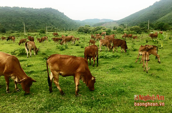 Đàn bò ở xã Thanh Hương (Thanh Chương).