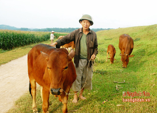 Đàn bò của ông Lê Xuân Sơn  xóm 5 A, xã Thanh Phong .