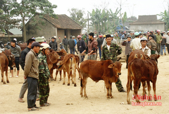 -Chợ trâu bò ở xã Thanh Lương luôn thu hút nhiều khách hàng.