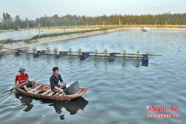 Chăm sóc tôm tại đầm nuôi theo VietGap ở Diễn Trung, Diễn Châu.