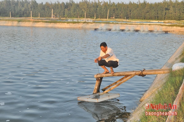 Mô hình nuôi tôm theo VieGap của ông Ngô Xuân Đại, xóm 4 xã Diễn Trung được công nhận từ năm 2014.