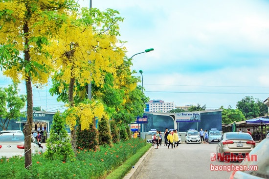Hoa-muồng-hoàng-yến-vàng-rực-trên-các-đường-phố-ở-Vinh---ảnh-Sách-Nguyễn