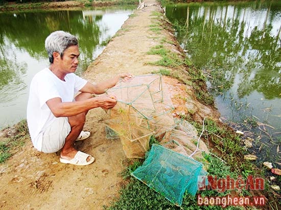 Dụng cụ thu hoạch là một tấm lưới dài khoảng 10m, được cuộn lại quanh khung sắt hình chữ nhật, sau khi bỏ thức ăn vào trong lưới sẽ dìm lưới xuống ao, cua sẽ chui vào.