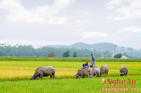 Trên cánh đồng lúa đã bắt đầu chín, những chú mục đồng bắt đầu một mùa hè 