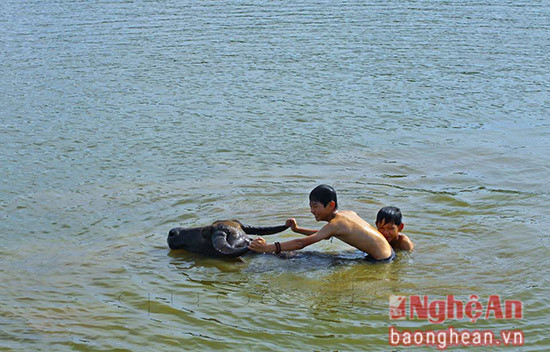 Tắm trâu nào