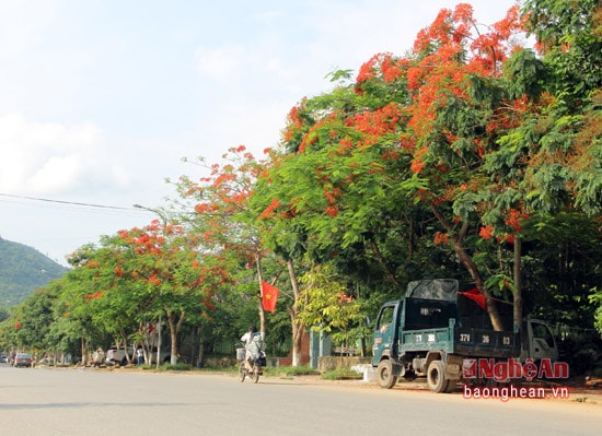 Sắc đẹp loài hoa báo hiệu mùa hè trên phố núi.