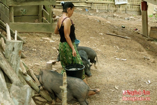 Người dân Xốp Cắng chăn nuôi cũng chủ yếu là để tự cung tự cấp.