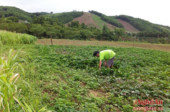 Trang trại gia đình chị Trần Thị Lục nằm giữa thung lũng có quy mô 30 ha là nguồn cung cấp thức ăn phong phú cho đàn vật nuôi Với diện tích 30ha, chị quy hoạch làm trang trại sinh thái nuôi đủ loại từ trâu bò, lợn gà, vịt, dê cho đến đào ao thả cá.... 