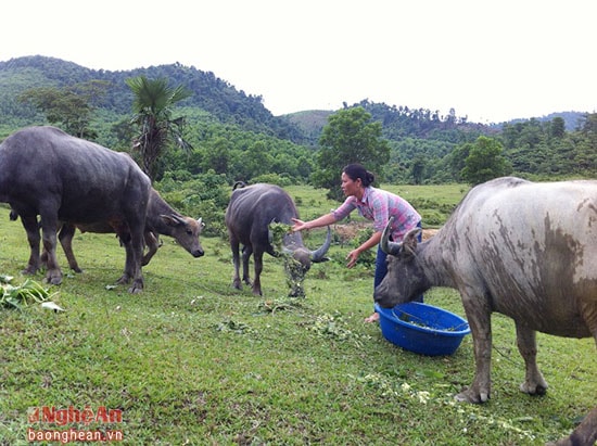 Trâu bò của trang trại luôn được cung cấp nguồn thức ăn tự nhiên phong phú 