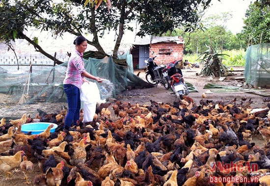 Nhờ được chăn nuôi bằng quy trình khép kín, thức ăn tự nhiên nên gà ri của trang trại thịt chắc, nong, được thị trường ưa chuộng