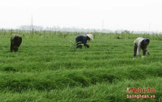 Mô hình trông hành tăm cho thu nhập cao ở xã Nghi Lâm.