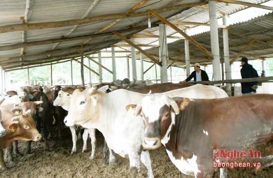 Một trang trại chăn nuôi bò Úc ở xã Nghi Lâm.