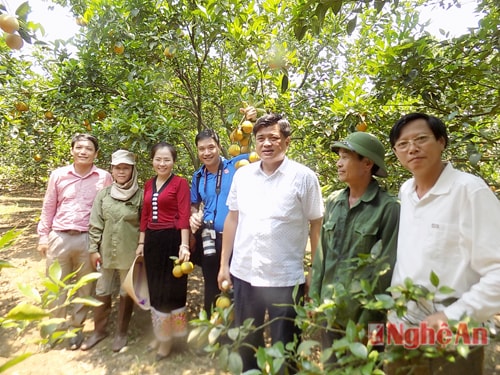 Đồng chí Võ Thị Minh Sinh (áo đỏ) cùng đoàn công tác Trung ương thăm mô hình trồng cam ở xã Minh Hợp, huyện Qùy Hợp 