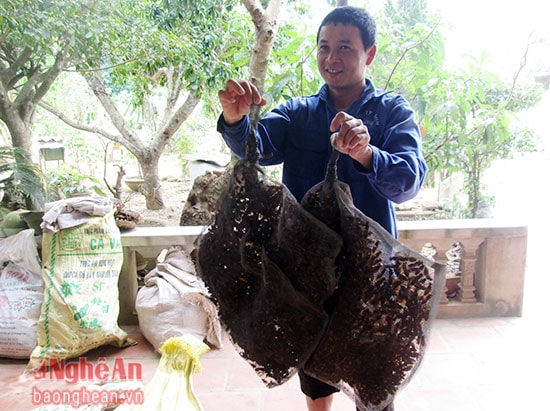 Nếu may mắn bắt được tổ ong lớn như thế này,có thể kiếm chục triệu đồng mỗi ngày. 