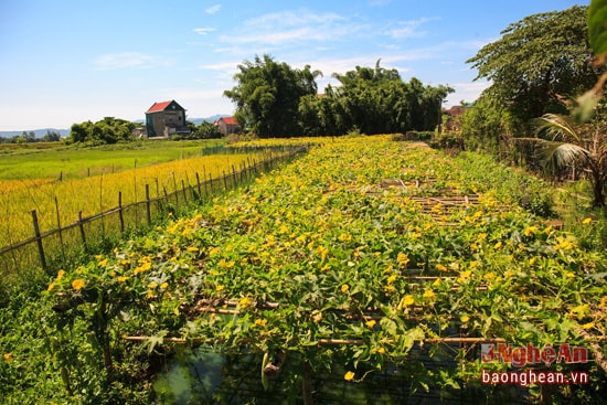 Tới mặt kênh mương, hay đồng ruộng..., người dân Văn Lang cũng tận dụng làm giàn nứa, lấy nơi trồng mướp