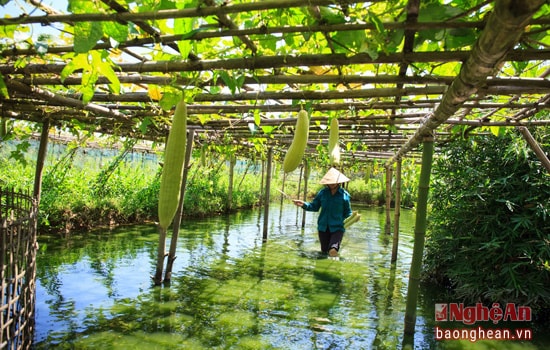 Thật bình yên khung cảnh hái mướp của bà, của mẹ