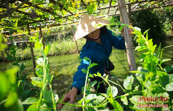 Rau mồng tơi vấn vít bên những giàn mướp. Làng Văn Lang còn trồng các loại rau màu khác ngoài trồng mướp