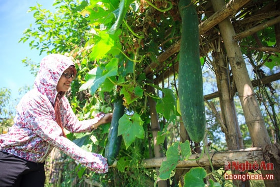 Bầu và bí năm nay cũng rất sai quả. Tuy nhiên, theo như bà con làng Văn Lang, năm nay các laoij rau quả đều rẻ, không được giá như nhiều năm trước