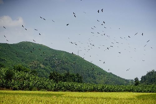 Hàng trăm con chim bay kiếm mồi tại những thửa ruộng đã gặt xong.