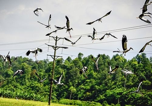 Theo ông Bạch Văn Minh, dân tộc Giáy tại xã Bản Qua, đàn chim đến từ phương Bắc này thường sà vào ruộng đã gặt để bắt côn trùng hoặc những con cá nhỏ.