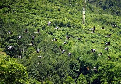 Khi thấy người từ xa là chúng bay đi, nên người dân rất khó tiếp cận.