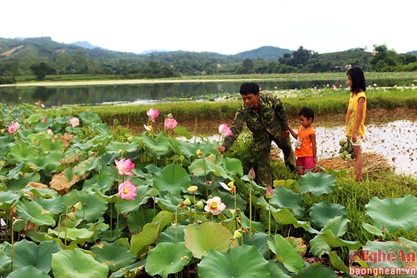 Trẻ em trong vùng thường “kèo” bố mẹ ra bờ hồ hái sen.