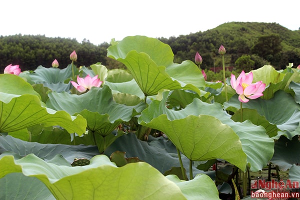 Hàng năm đến mùa hè, từ dưới mặt nước trong xanh, yên bình, lá sen, hoa sen lần lượt xuất hiện nổi bật trên mặt hồ như có phép màu.