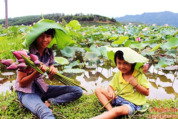 Người dân nơi đây gắn bó với sen, bởi sen không chỉ đẹp mà nhiều bộ phận trên cây sen đều có ích với con người. Sen để nhìn ngắm, ăn, chơi, đùa nghịch và lưu giữ những kỷ niệm thân yêu. 