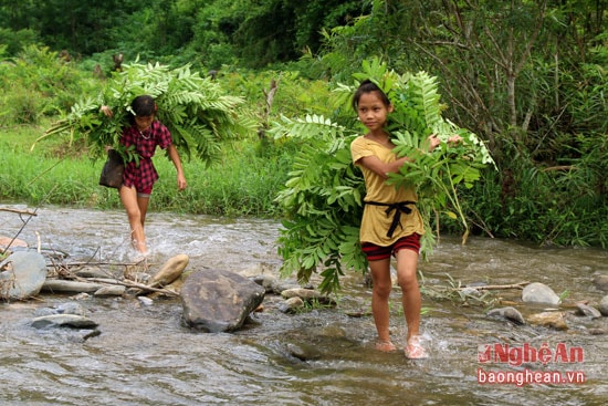 Lá cơi được lấy từ rừng về chuẩn bị bắt