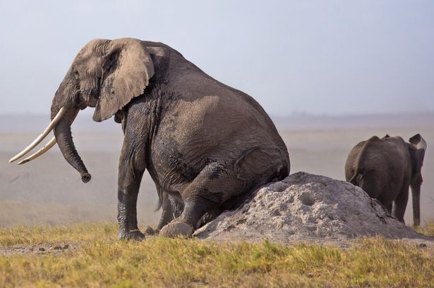 Những con voi phải dùng đến các biện pháp ‘quyết liệt’ để gãi mông.