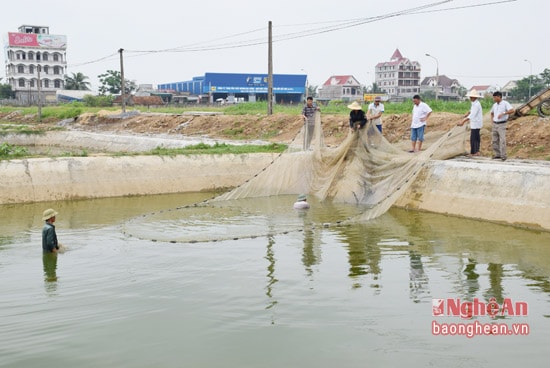 Công nhân Trại sản xuất cá giống Yên Lý đánh bắt cá giống cung ứng cho khách hàng.